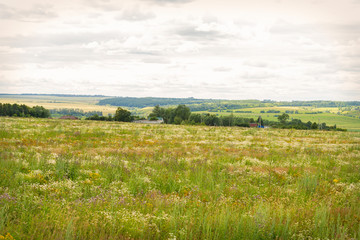 Fototapeta premium blooming uncultivated fields in Chuvashia,shot on a cloudy summer day