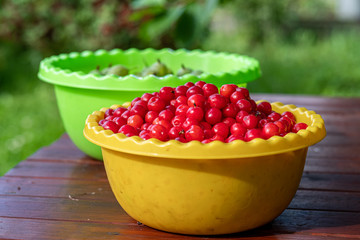 Appetizing berries of cherry and gooseberry in bowls on a wooden table in the garden. Summer harvest of berries.