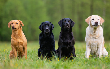 Four Labrador retriever dogs on the meadow