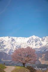 長野県 野平の一本桜