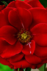 Beautiful Red Rose Center Close up Background