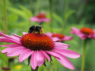 Hummel auf pinkfarbener Blüte