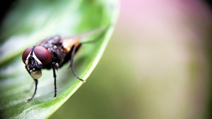The housefly - Musca domestica Left side aligned Extreme Macro Photo
