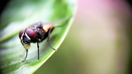 The housefly - Musca domestica Left side aligned Extreme Macro Photo