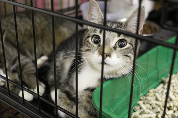 St. Petersburg, Russia - July 25, 2019: Gray-white cat lies in a cage near the tray. Sad looking at the camera. Shelter for homeless cats.