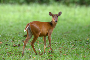 Barking deer or Muntjac in nature