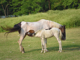 Naklejka na ściany i meble Mother Horse Feeding her Foal, Baby in Countryside, Farming.