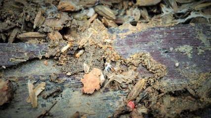 Few Indian drywood termite - Cryptotermes brevis running on a Wood center focused