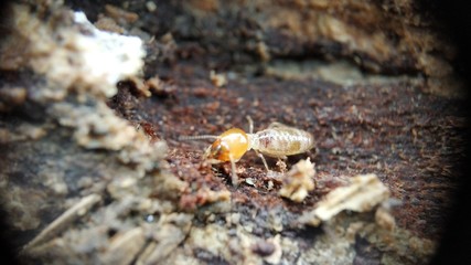 An Indian drywood termite - Cryptotermes brevis Extreme macro closeup Photo
