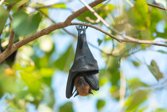 Bat hanging upside down on the tree, Lyle's flying fox