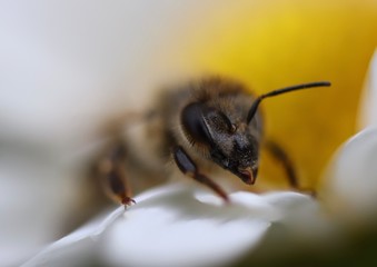 bee on flower
