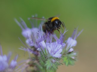 bee on flower