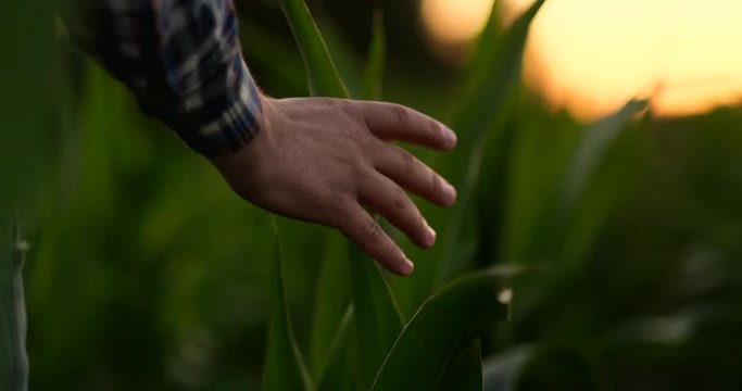 Farmer is examining corn crop plants in sunset. Close up of hand touching maize leaf in field