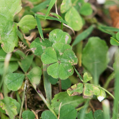 Fünfblättriges Kleeblatt five-leaf clover selten rare 5 Vierblättriges Kleeblatt Klee four-leaf...