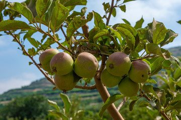 Young apple trees in plantation