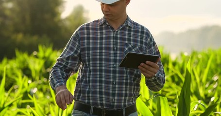 Farmer using digital tablet computer, cultivated corn plantation in background. Modern technology application in agricultural growing activity concept.