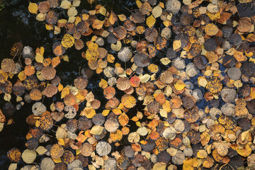 Fallen autumn leaves on the surface of a forest lake