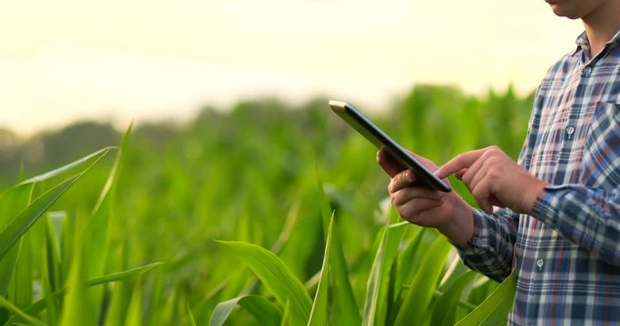 Middle plan side view: Male farmer with tablet computer inspecting plants in the field and presses his fingers on the computer screen in slow motion at sunset.