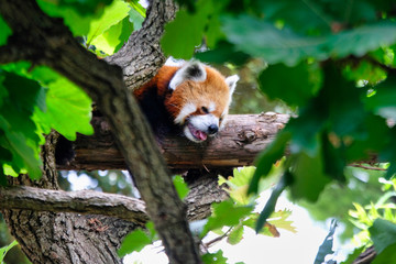 Fototapeta na wymiar red panda on tree