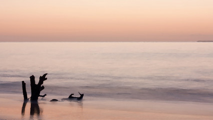 Fototapeta premium A painting like filter over a photo of a piece of driftwood during a sunset