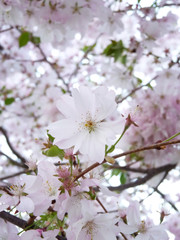 Cerisier en fleurs au printemps
