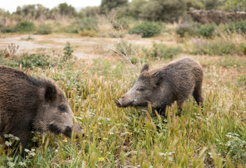 Two wild boars or hogs on green grass in the country side field or in the forest at the sunset with unfocused background. Little pigs. Wild nature concept.