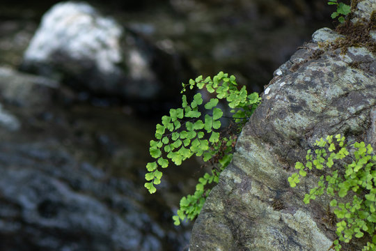 Adiantum capillus-veneris growing on a rock in a river (fern)