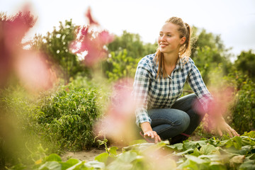 Young farmer working at her garden in sunny day. Woman engaged in the cultivation of eco friendly...