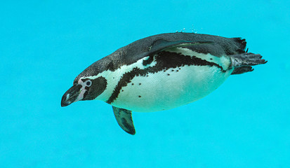 Fototapeta premium Humboldt Penguin