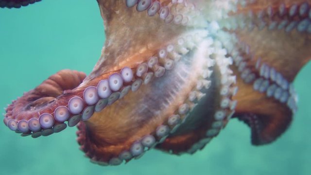 water, pattern, texture, nature, fish, animal, octopus, tropical, wild, wildlife, underwater, marine, ocean, scuba, sea, under the sea, fishing, aquatic, color, coral, creature, curious, cute, fin, li
