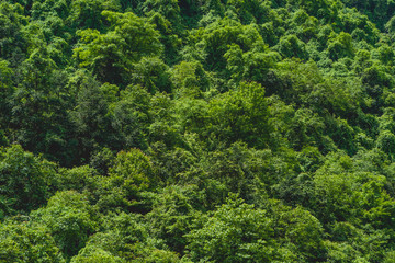 Green Mountain Forest