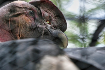 condor