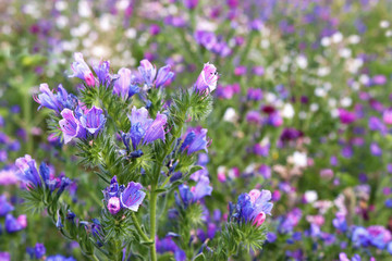 wildflower meadow with blue flowers in the foreground