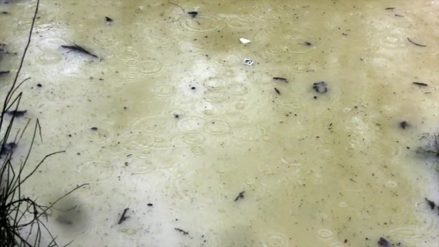 Rain falls into a muddy pond