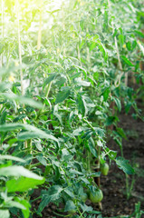 Tomato plantations in a green house. - Image