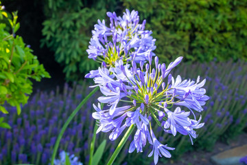 Agapanthus flower blooming in garden of Kultaranta, the official summer residence of President of Finland.