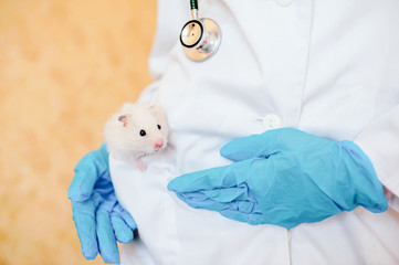 Hands of owner holding cute little hamster. Professional vet doctor diagnosing pet with stethoscope. Animal on examination in vet clinic. Doctor wearing in gloves and uniform.