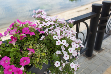 Background of blooming petunia surfinia