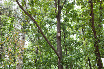 Wooden birdhouse attached to the tree trunk