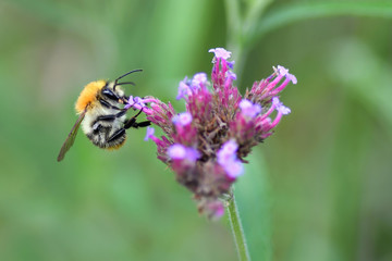 Close-up detail of a honey bee apis collecting pollen from flower in garden