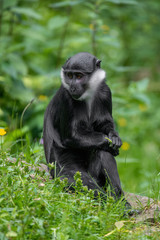 Close up of Lhoest's monkeys (Cercopithecus lhoesti)