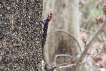 Jungle lizard in Indian forest