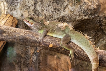Naklejka na ściany i meble Chinese Water Dragon (Physignathus cocincinus). Lizard native to China and mainland Southeast Asia