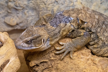 Close up of Savannah Monitor on Sand Background