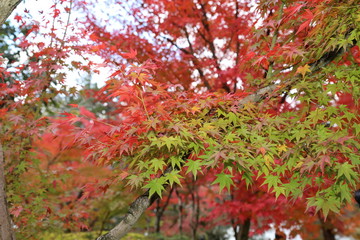 red autumn leaves in Japan