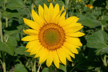 Beautiful yellow sunflower. Sunflowers in the sun. Agricultural landscape.