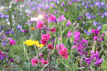 Obraz premium wildflower meadow with pink flowers in the foreground