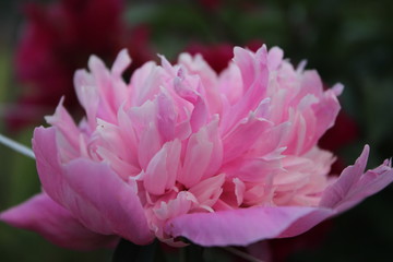 peony