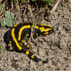 Ein Feuersalamander in der Seitenansicht