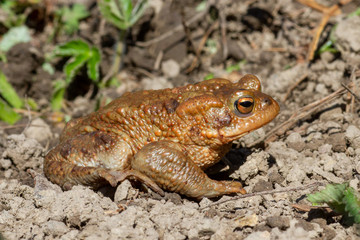 Eine Erdkröte in der Seitenansicht